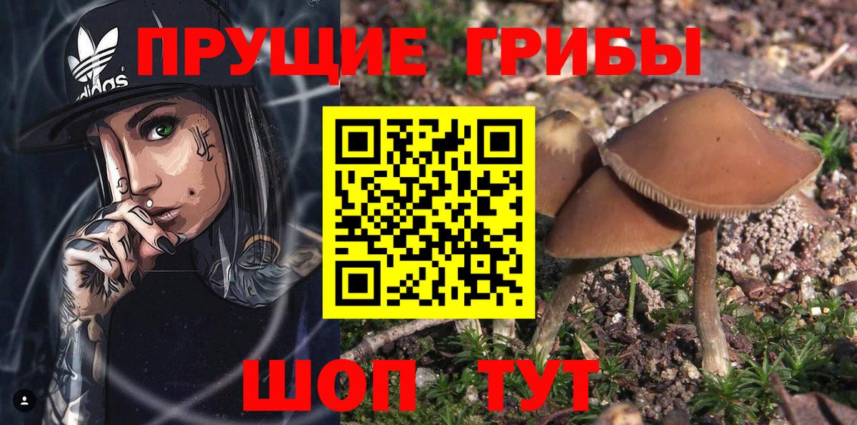 Брянск  Псилоцибиновые грибы GOLDEN TEACHER  Вход с VPN 